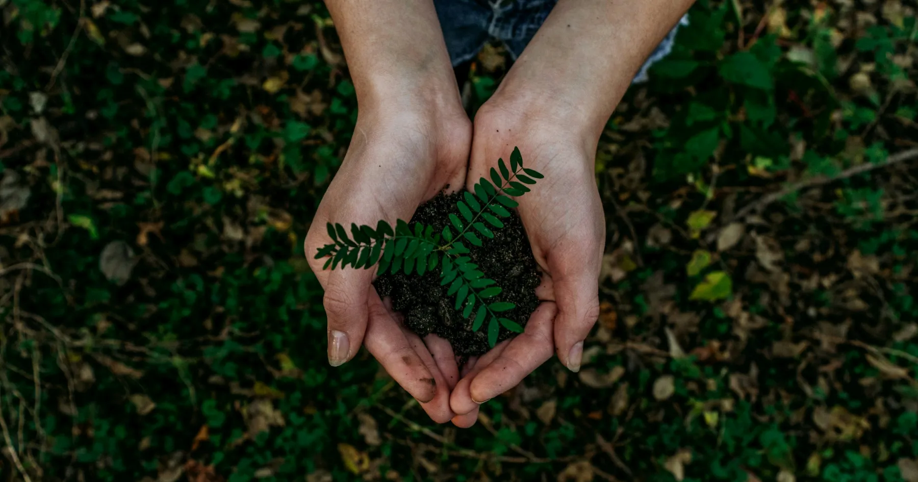 person holding a plant