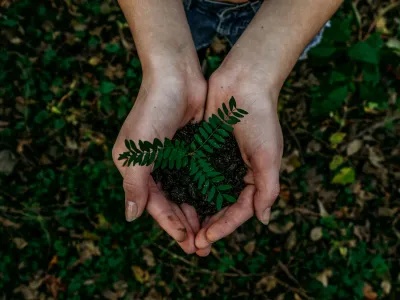 person holding a plant